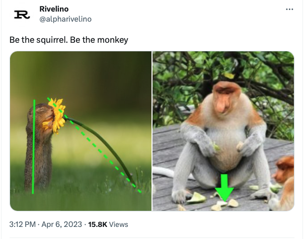 Rivelino - Be the quirrel - Be the monkey - 07.04.2023 - Blog Macro Traders Picture